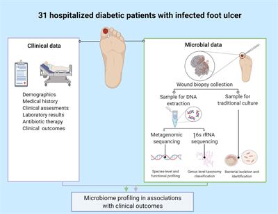 Frontiers | Microbiome Characterization Of Infected Diabetic Foot ...